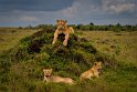 005 Masai Mara, leeuwen
